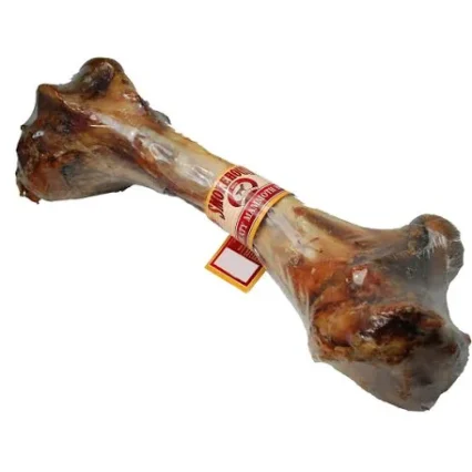 Femur Bone