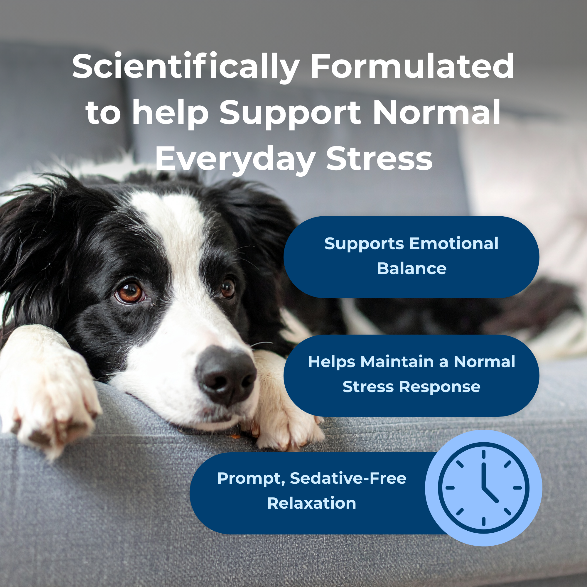 DYNE™ Calming Soft Chews - Image 4
